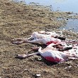27.11.2017 / Konya'da Flamingo Katliamı
