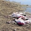 27.11.2017 / Konya’da Flamingo Katliamı