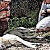 20.05.2021 / Milas’ta 7 Köpek Öldürüldü