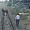 11.06.2021 / Makinist Treni Durdurdu, İnip Ray Üzerindeki Atı Kenara Çekti