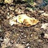 17.05.2021 / Yavru Köpekleri Torbaya Koyup Dereye Attı