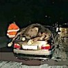 04.10.2020 / Çarptığı Hayvan Otomobilin Bagajının Üstünde Kaldı
