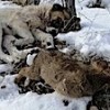 01.02.2021 / Donarak Ölen Yavrusunun Başından Ayrılmadı