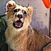 03.03.2021 / Tasmasından Kurtarılan ‘Eva’, Doğal Yaşam Parkındaki Aslan Sürüsüne Katılacağı Günü Bekliyor