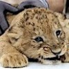 10.07.2021 / Hayvanat Bahçesinde Aslan Yavruları Dünyaya Geldi