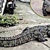02.07.2021 / Hindistan’da Sokakta Gezinen Dev Timsah Görenleri Şaşırttı