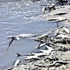 01.07.2021 / Karakaya Barajı’nda Toplu Balık Ölümleri