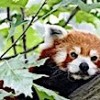 02.07.2021 / Almanya’da Hayvanat Bahçesi Alarmda: Kızıl Panda Firar Etti