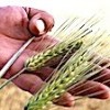 24.07.2021 / Kuraklığa Dayanıklı Arpa Sağladığı Verimle Çiftçiyi Sevindirdi