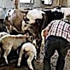 20.06.2021 / Annelerinin Sütü Yetmeyen Kuzuları, İnek Emziriyor