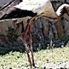 01.06.2021 / Leyleğin Yılan Avı