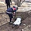 02.01.2021 / Belediye Görevlisi, Sürüklenerek Girdiği Menfezden 7 Yavru Köpeği Kurtardı