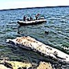 13.05.2021 / Dünyanın En Büyük İkinci Balinası, Mersin’de Karaya Vurdu