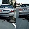 13.07.2021 / Ölü İneği Araçla Sürükleyen Sürücüye Para Cezası