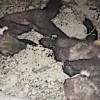 06.08.2020 / Sansarları Öldürüp Fotoğrafını Sosyal Medyadan Paylaştı