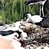 23.07.2021 / Ayağına Tel Takılan Yavru Leyleği İtfaiye Ekipleri Kurtardı