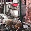 01.04.2021 / Yiyecek Aramaya Gelen Tilkinin Başına Gelmeyen Kalmadı