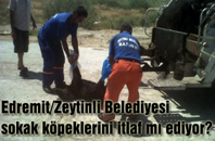 Edremit / Zeytinli Belediyesi Sokak Köpeklerini İtlaf mı Ediyor?