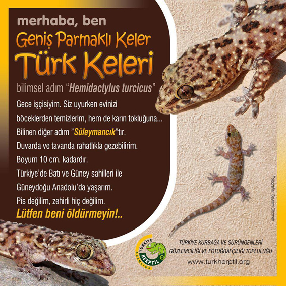 Türk Keleri