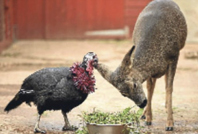 Tinsel ve Bramble