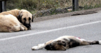 Anne Köpeğin Yürek Burkan Hali!