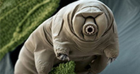 Tardigrade-2