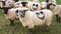 Koyunlarda Tuhaf İşaretler