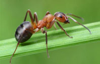 Karıncalar Penisilini Böyle Kullanıyorlar
