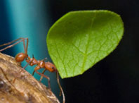 Karıncalar Penisilini Böyle Kullanıyorlar-2