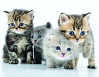 Kedi Fotoğraflarıyla Tuzak Kuruyorlar