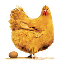 Tavuk ve Yumurta
