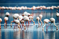 Tuz Gölü Flamingo Mezarlığı Olmasın