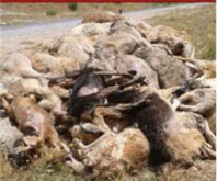 Mersin'de Köpek Katliamı