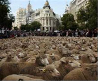 Madrid'i Koyunlar Bastı