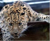 Leopar
