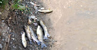 Behzat Deresi'nde Balık Ölümleri