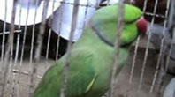 Hariyal