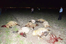 300 Hayvan Zehirli Yemden Telef Oldu