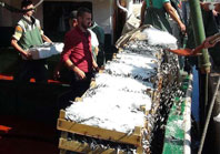 Marmara'da Hamsi ve Palamut Bereketi