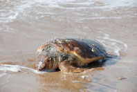 Ölü Caretta Sahile Vurdu