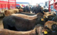 Şap Karantinası