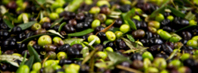 Zeytin