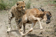 Çita ve Antilop