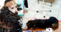 Köpekleri Acımasızca Vurdular