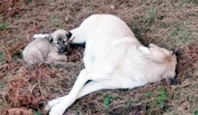 Anne Köpeğe Tecavüz Edip Boynunu Kırdılar