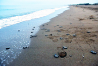 Caretta Caretta