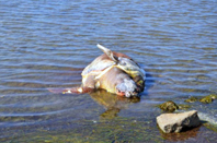 Öldürülen Caretta Caretta