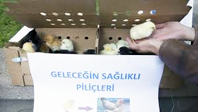 Yemekhanede Civcivli Eylem