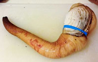 Geoduck