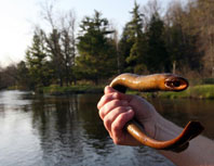 Lamprey